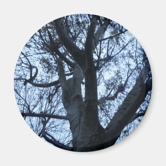 Boom Silhouette-foto Magnet (Voorkant)