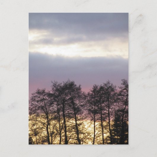 Boom Silhouettes in Dusk Briefkaart (Voorkant)