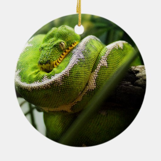 Boom Snake Ornament (Achterkant)