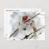 Boom Sparrow in Winter Briefkaart (Voorkant / Achterkant)