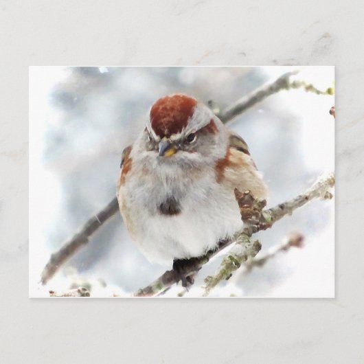 Boom Sparrow in Winter Briefkaart (Voorkant)