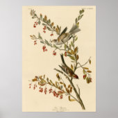 Boom Sparrow Poster (Voorkant)