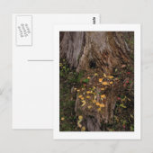 "Boom Stump & Fodder" Briefkaart (Voorkant / Achterkant)