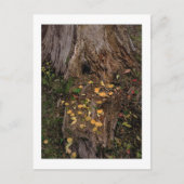 "Boom Stump & Fodder" Briefkaart (Voorkant)