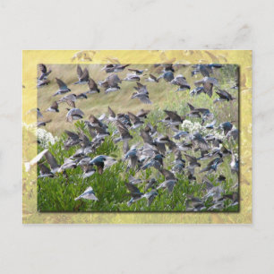 Boom Swallows, Assateague Island Briefkaart