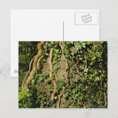 Boom Trunk met Ivy. Blackweir Bossen, Cardiff Briefkaart (Voorkant / Achterkant)