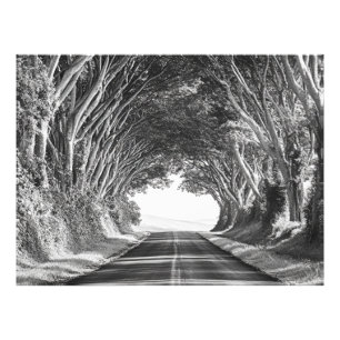 Boom Tunnel Kauai Fotografie Zwart en Wit Foto Afdruk