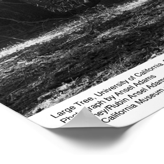 Boom UC Santa Cruz, maart 1962 Poster (Hoek)