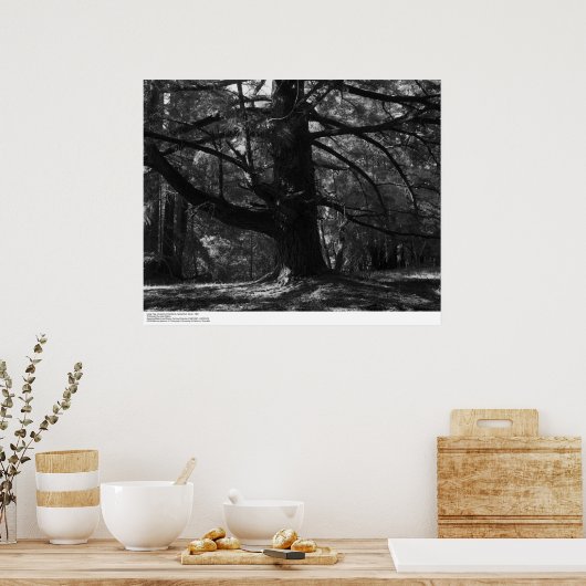 Boom UC Santa Cruz, maart 1962 Poster (Keuken)