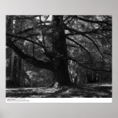 Boom UC Santa Cruz, maart 1962 Poster (Voorkant)