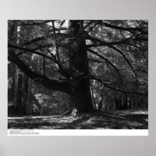 Boom UC Santa Cruz, maart 1962 Poster