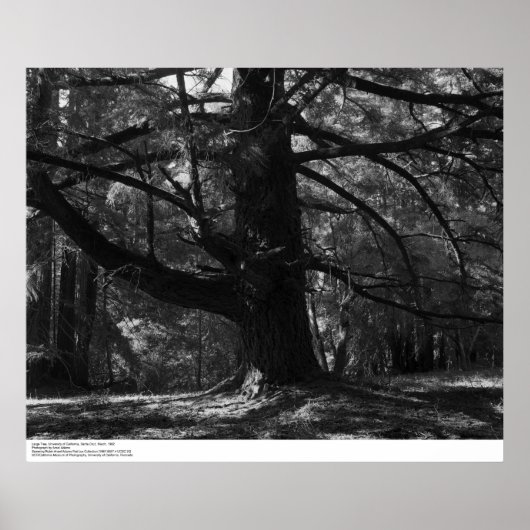 Boom UC Santa Cruz, maart 1962 Poster (Voorkant)