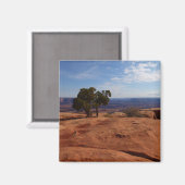 Boom uit de Rode Rakken in het Nationaal Park Cany Magneet (Voorkant / Achterkant)