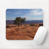 Boom uit de Rode Rakken in het Nationaal Park Cany Muismat (Met muis)