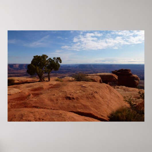 Boom uit rode rotsen I bij Canyonlands Poster (Voorkant)