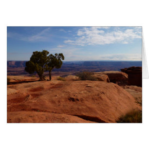 Boom uit rode rotsen I in Canyonlands