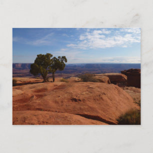 Boom uit rode rotsen I in Canyonlands Briefkaart