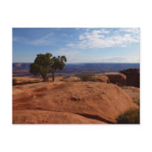 Boom uit rode rotsen I in Canyonlands