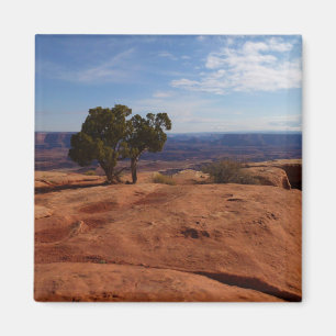 Boom uit rode rotsen I in Canyonlands Magneet