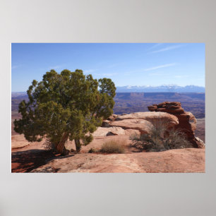 Boom uit rode rotsen II in Canyonlands Poster