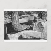 boom uit stenen briefkaart (Voorkant)