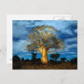 Boom van de Baobab (Adansonia) licht op de maan Briefkaart (Voorkant / Achterkant)