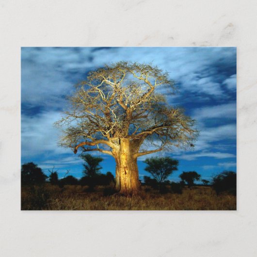 Boom van de Baobab (Adansonia) licht op de maan Briefkaart (Voorkant)