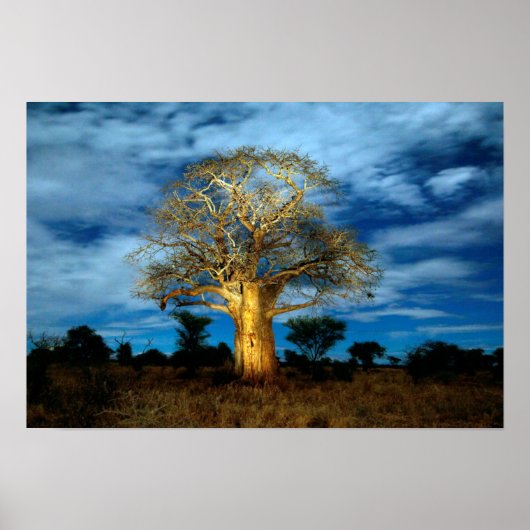 Boom van de Baobab (Adansonia) licht op de maan Poster (Voorkant)