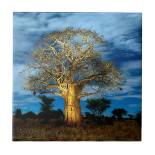 Boom van de Baobab (Adansonia) licht op de maan Tegeltje