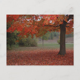 Boom van de Esdoorn van de herfst de Rode - Feestdagenkaart