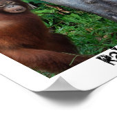 Boom van de Natuur van het regenwoud Poster (Hoek)