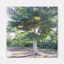 Boom van de Wisdom-magneet Magneet