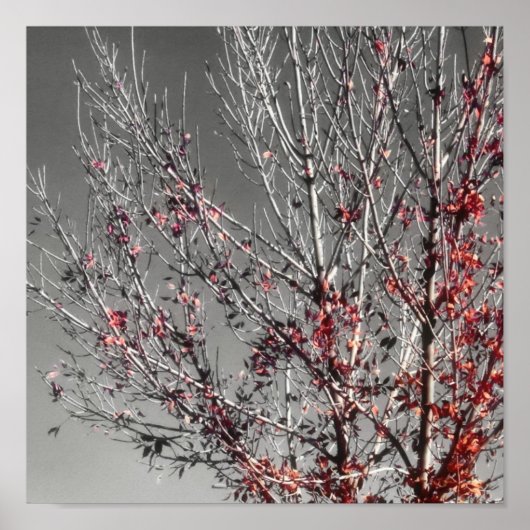 Boom van hopafdruk poster (Voorkant)