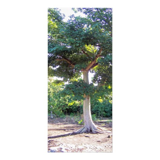 Boom van Wisdom-rackkaarten Reclamekaart (Voorkant)