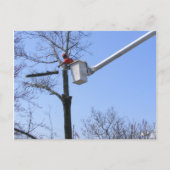 Boom verwijderen ~ briefkaart (Voorkant)