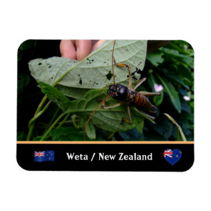 Boom Weta - grote insecten, natuur / Nieuw-Zeeland Magneet