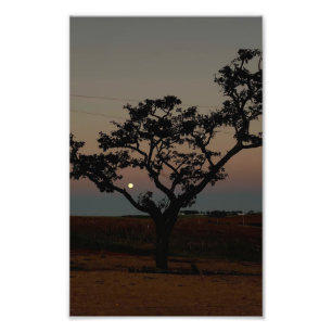 Boom Zonsondergang Muur Natuur Fotografie Rustieke Foto Afdruk