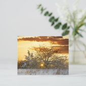 Boom Zonsondergang Winter Vermont Briefkaart (Staand voorkant)