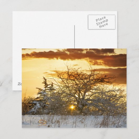 Boom Zonsondergang Winter Vermont Briefkaart (Voorkant / Achterkant)