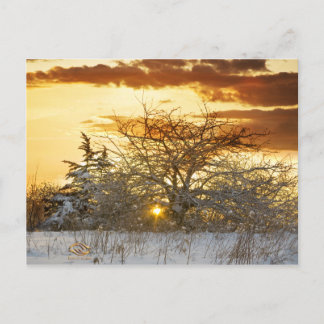 Boom Zonsondergang Winter Vermont Briefkaart