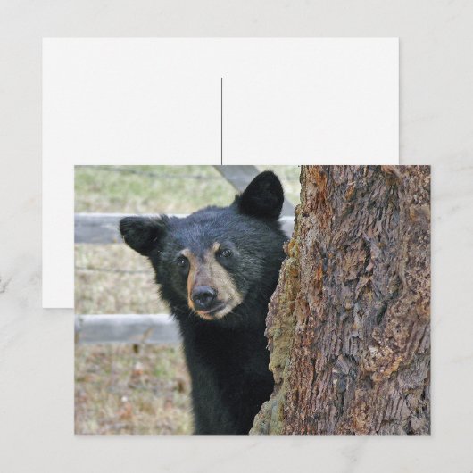 Boom zwart Beer Briefkaart (Voorkant / Achterkant)