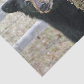 Boom zwart Beer Tissuepapier (Detail)