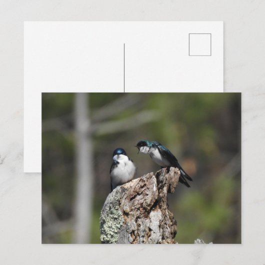 Boom Zwemt Yelling Briefkaart (Voorkant / Achterkant)