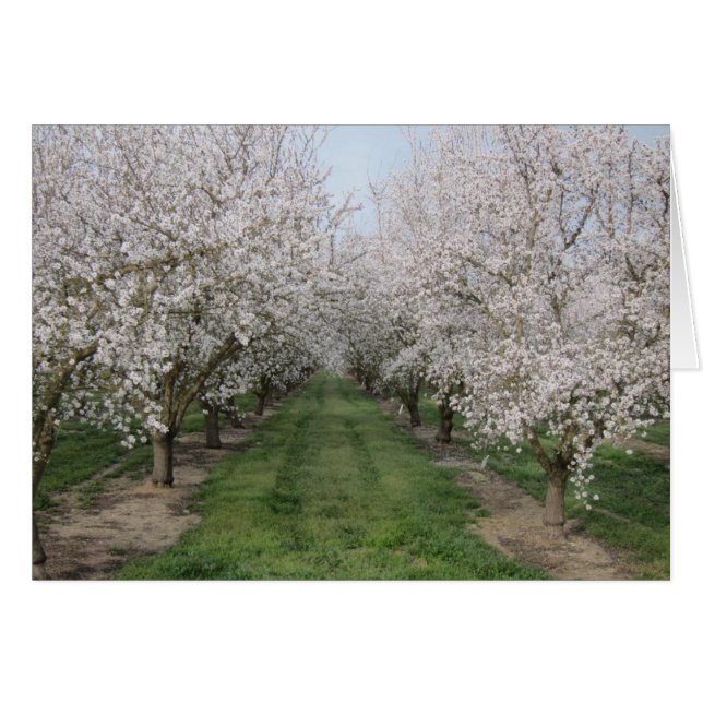 Boombloesems (Voorkant Horizontaal)