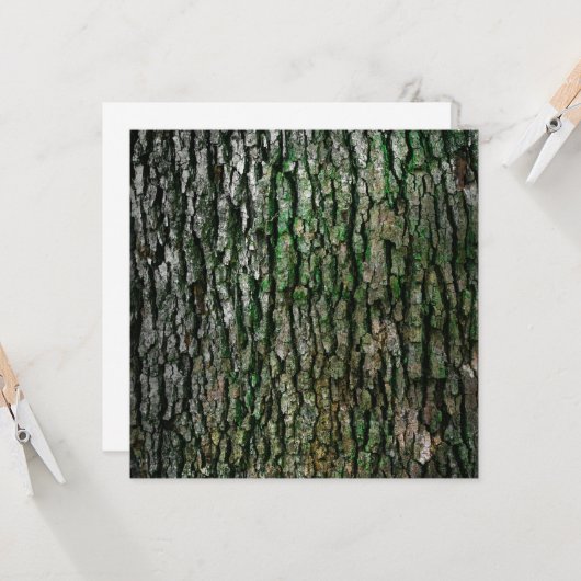 Boomboomstam (houtsschors) kaart (Voorkant / Achterkant in situ)