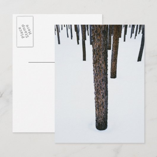 Boomboomstammen in sneeuw briefkaart (Voorkant / Achterkant)