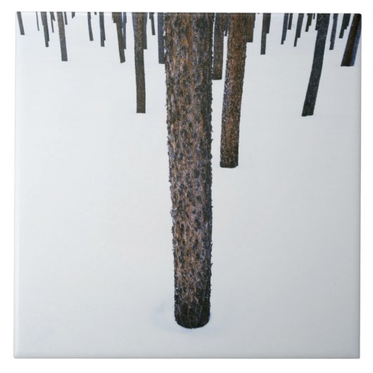 Boomboomstammen in sneeuw tegeltje (Voorkant)