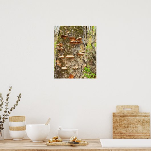 Boomchampignons Foto Poster (Keuken)