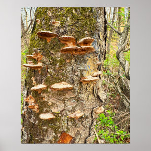 Boomchampignons Foto Poster