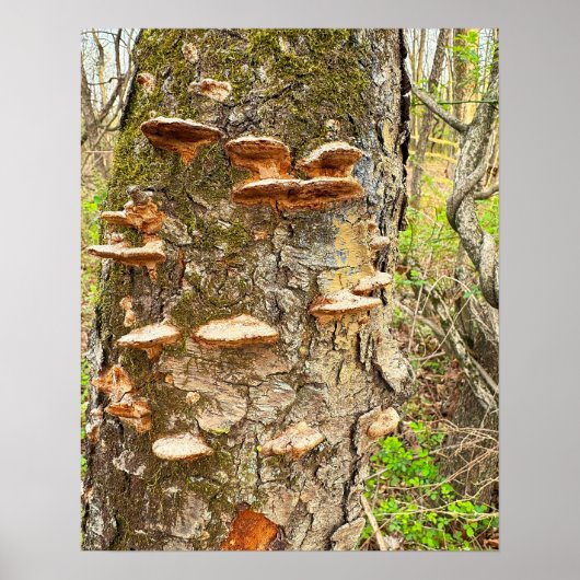 Boomchampignons Foto Poster (Voorkant)